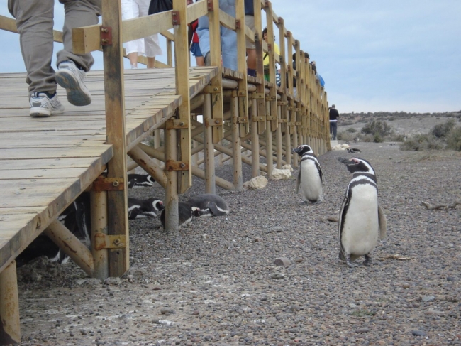 PLAYAS DE LA PATAGONIA EN FERIADO DE FEBRERO